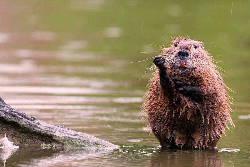 nutria-national-geographic-di-agosto-2014